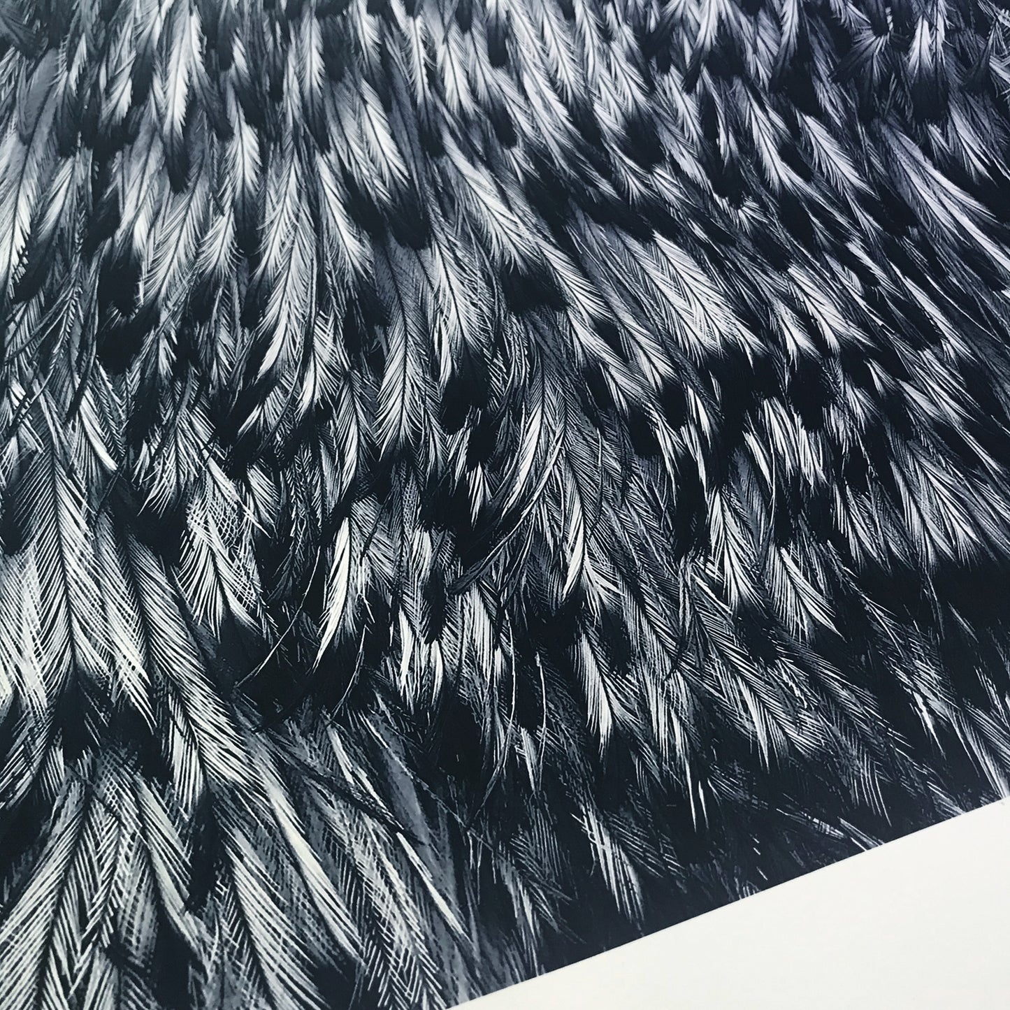 Emu Feathers Limited Edition Print – Monochrome Nature Inspired Wall Art