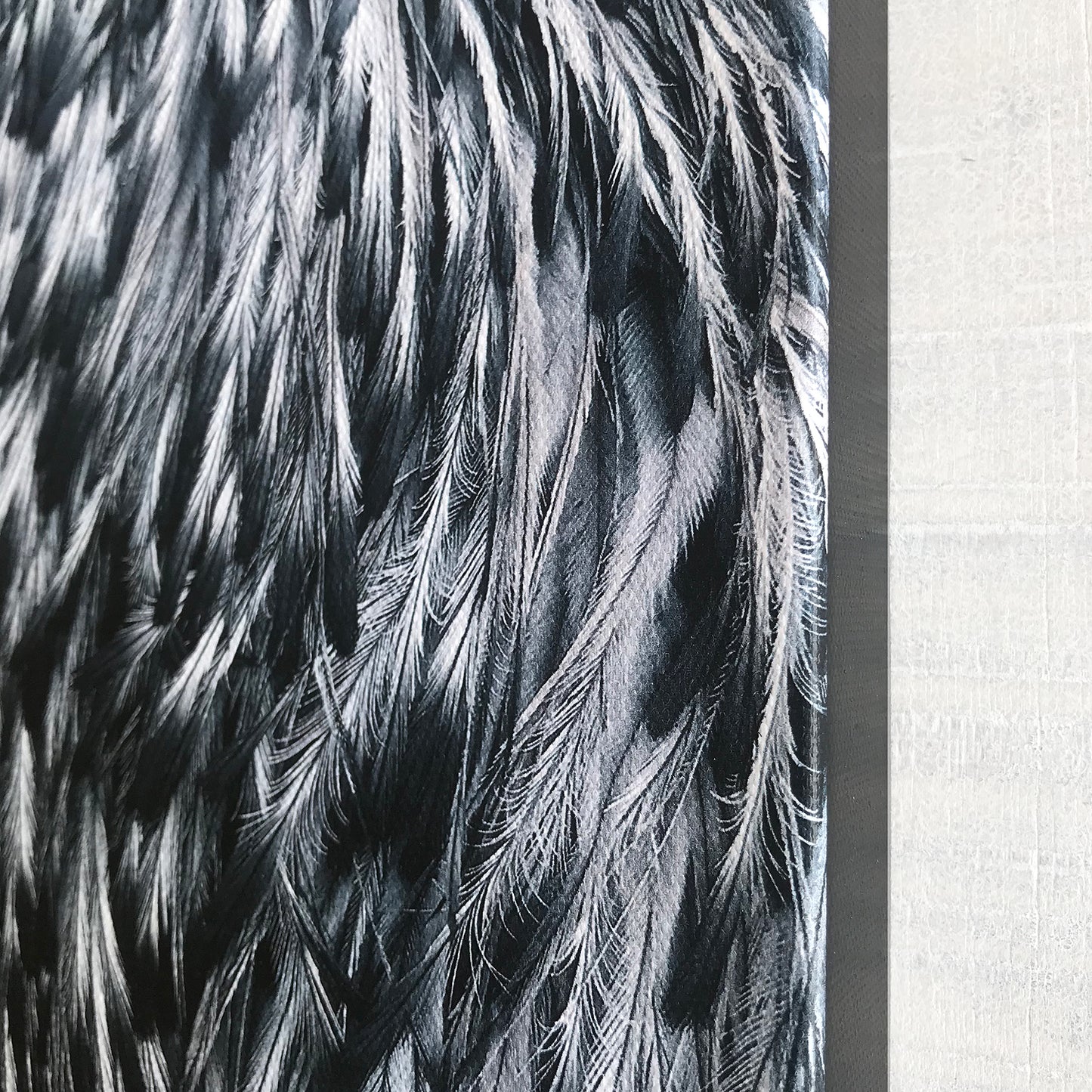 Emu feathers limited edition print
