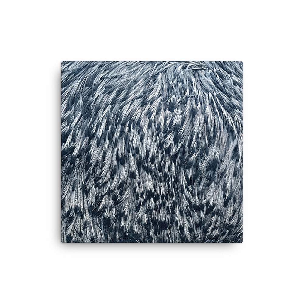 Emu feathers limited edition print