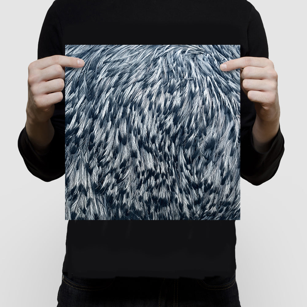 Emu feathers limited edition print