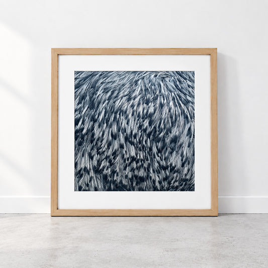 Emu Feathers limited edition black and white art print featuring the intricate texture and pattern of Australian emu plumage